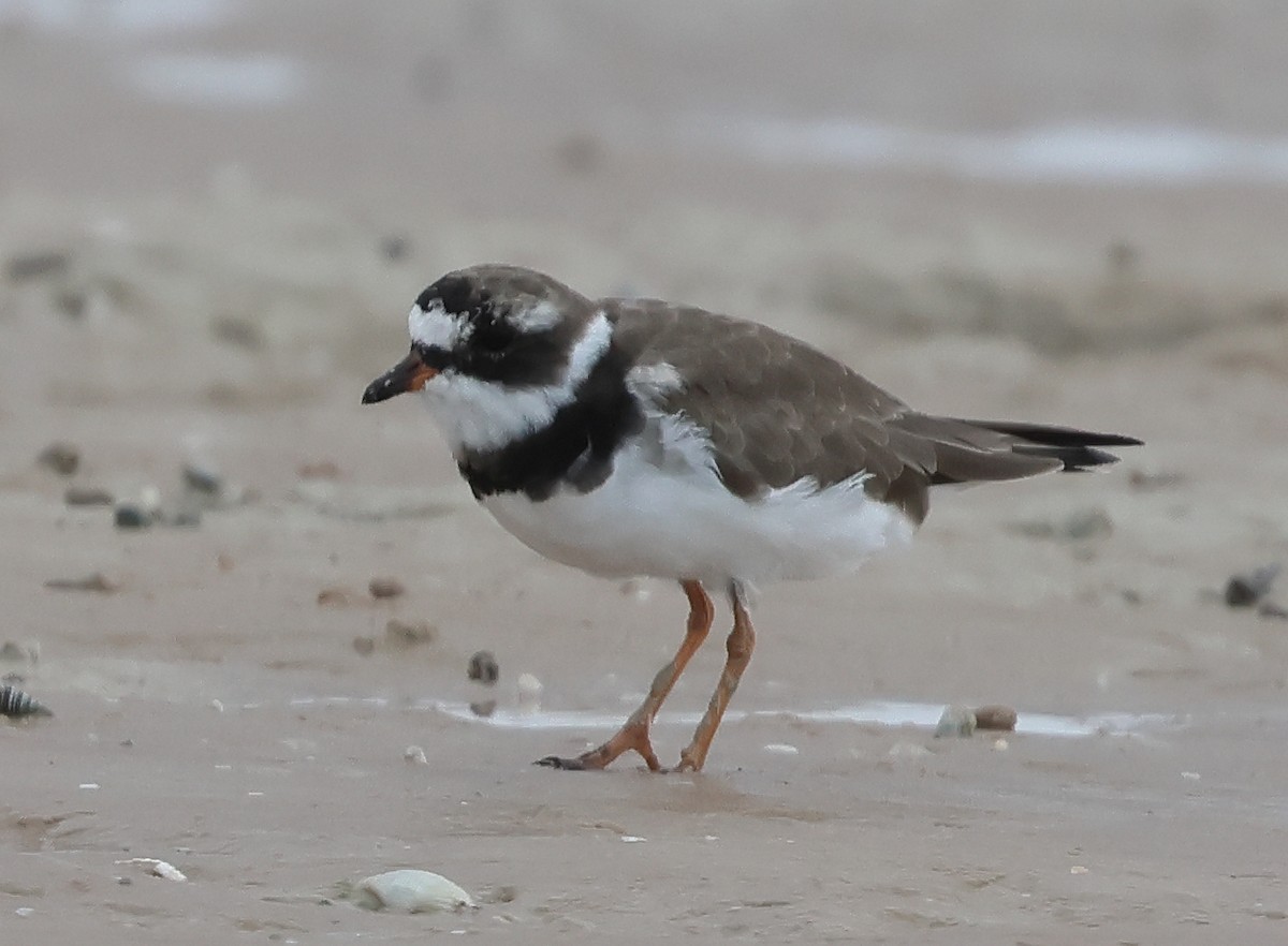 Common Ringed Plover - ML613754174