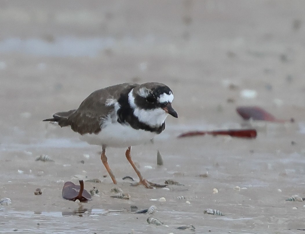 Common Ringed Plover - ML613754175