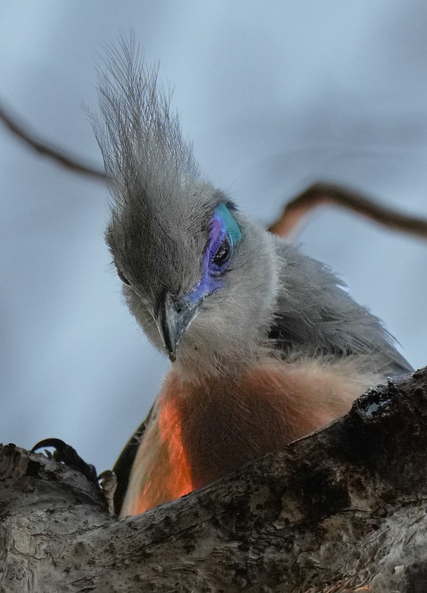 Crested Coua - ML613754305