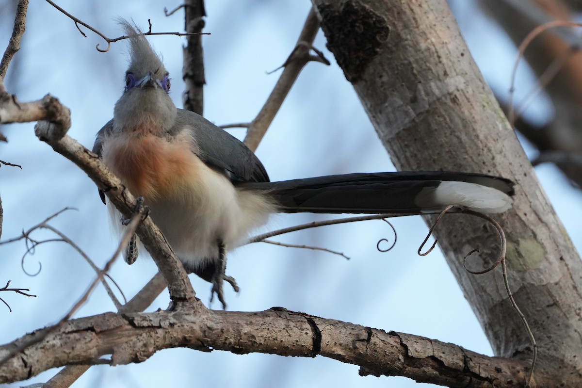 Crested Coua - ML613754308