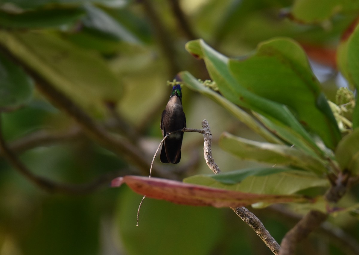 Antillean Crested Hummingbird - ML613754396