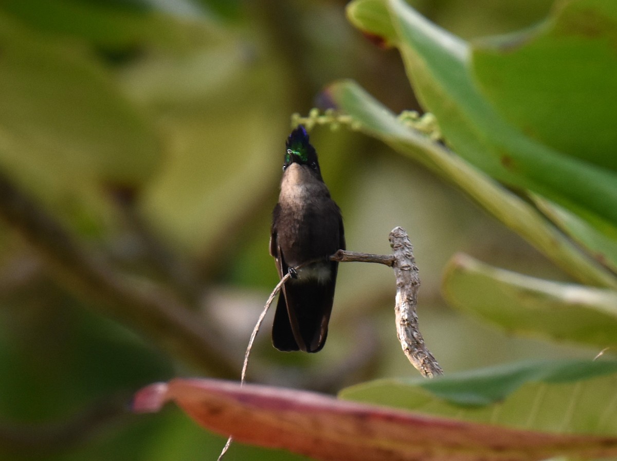 Antillean Crested Hummingbird - ML613754397
