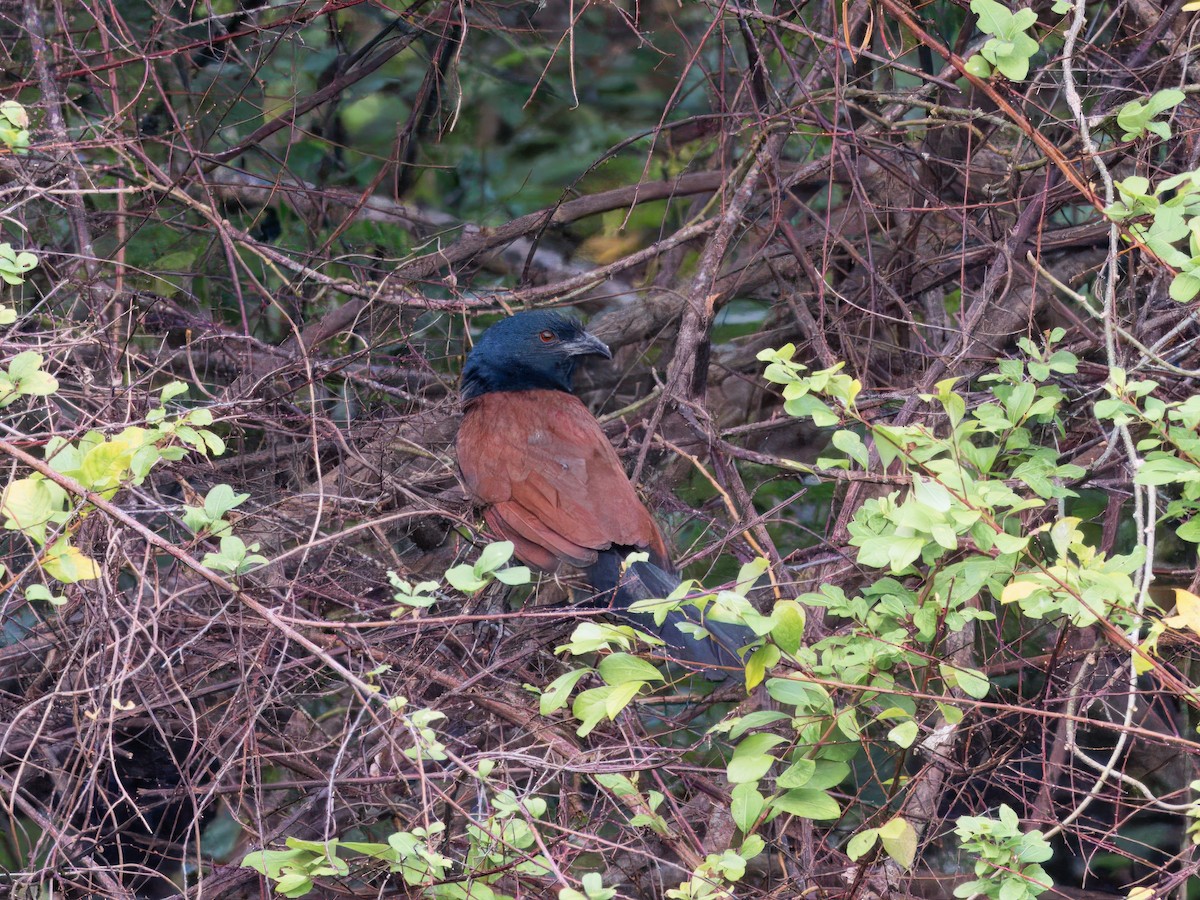 Greater Coucal - ML613754540