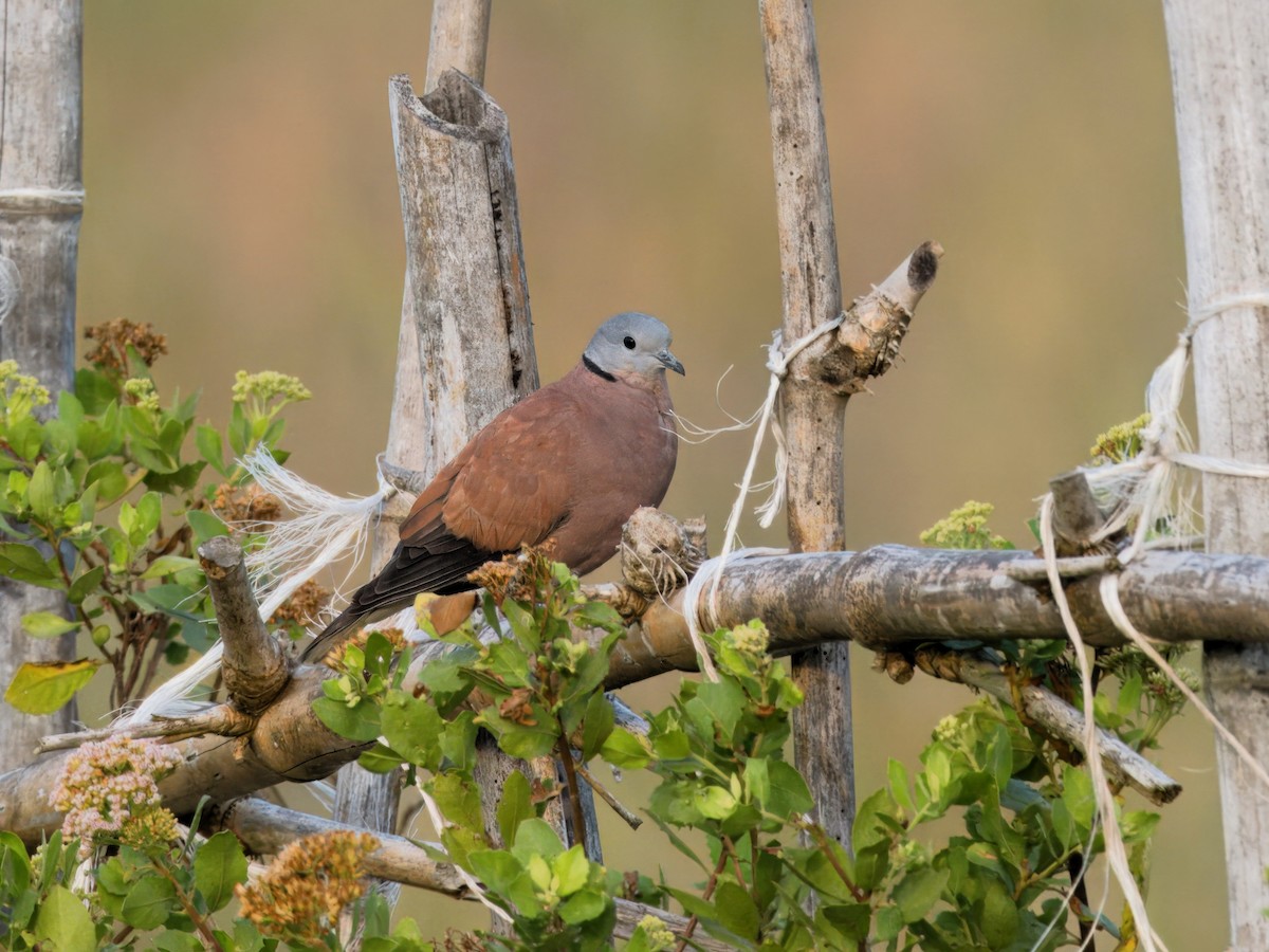 Red Collared-Dove - ML613754542