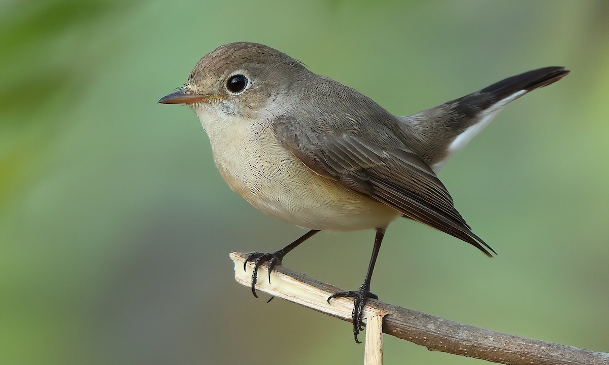 Red-breasted Flycatcher - Albin Jacob