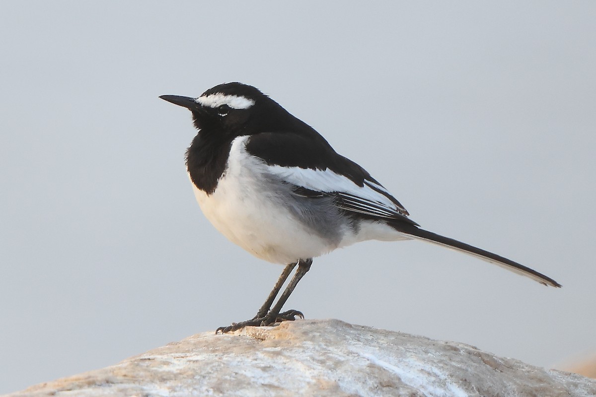 White-browed Wagtail - ML613754634