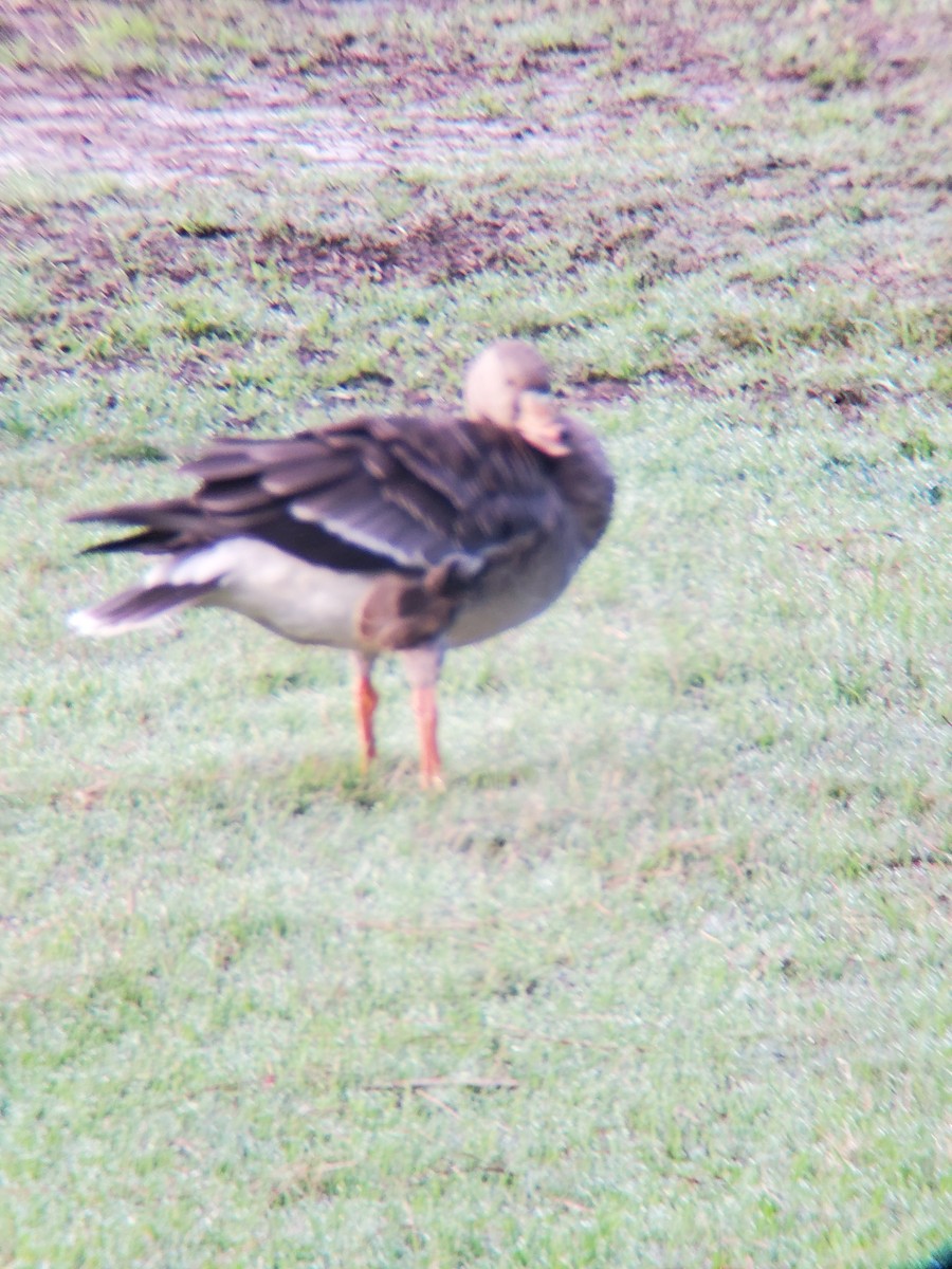 Greater White-fronted Goose - ML613754643