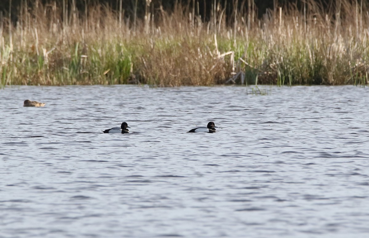 Greater Scaup - ML613754714