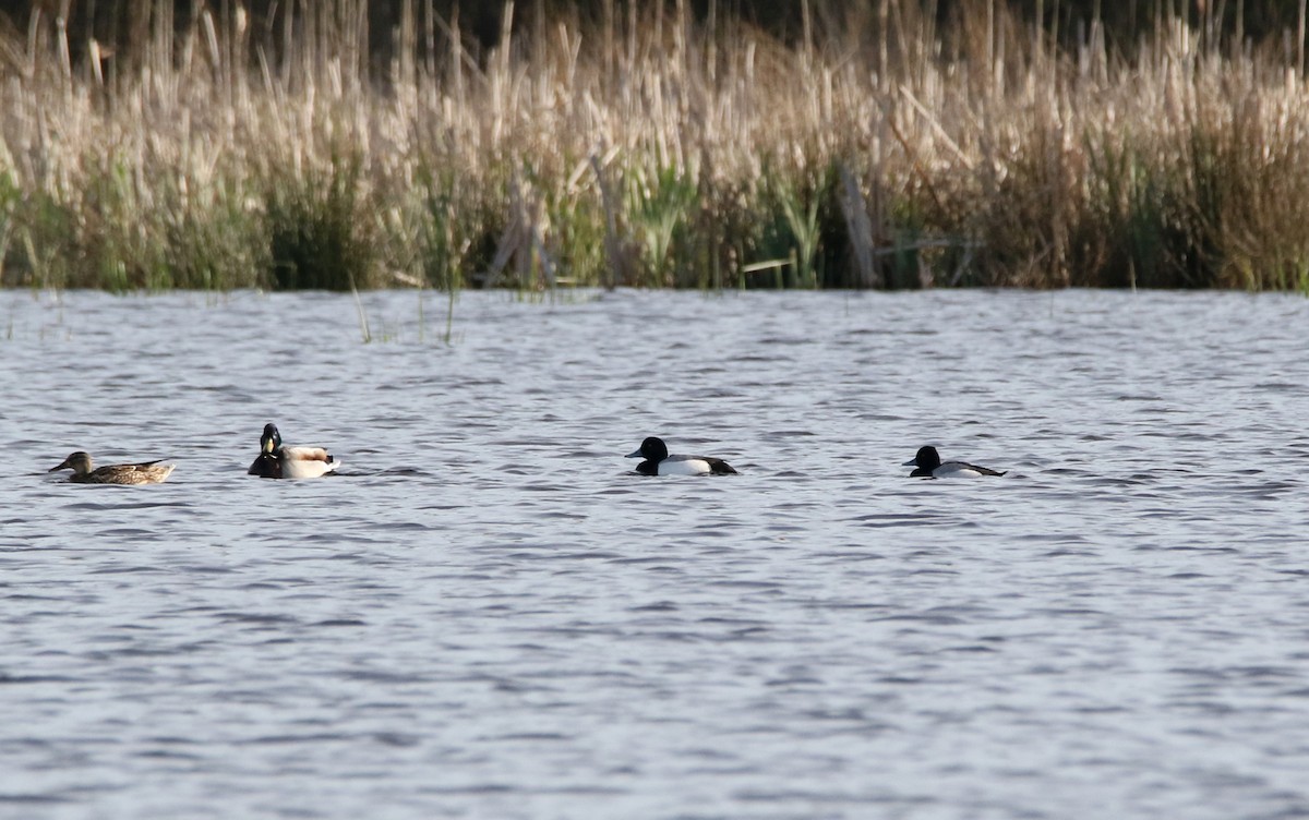 Greater Scaup - ML613754715