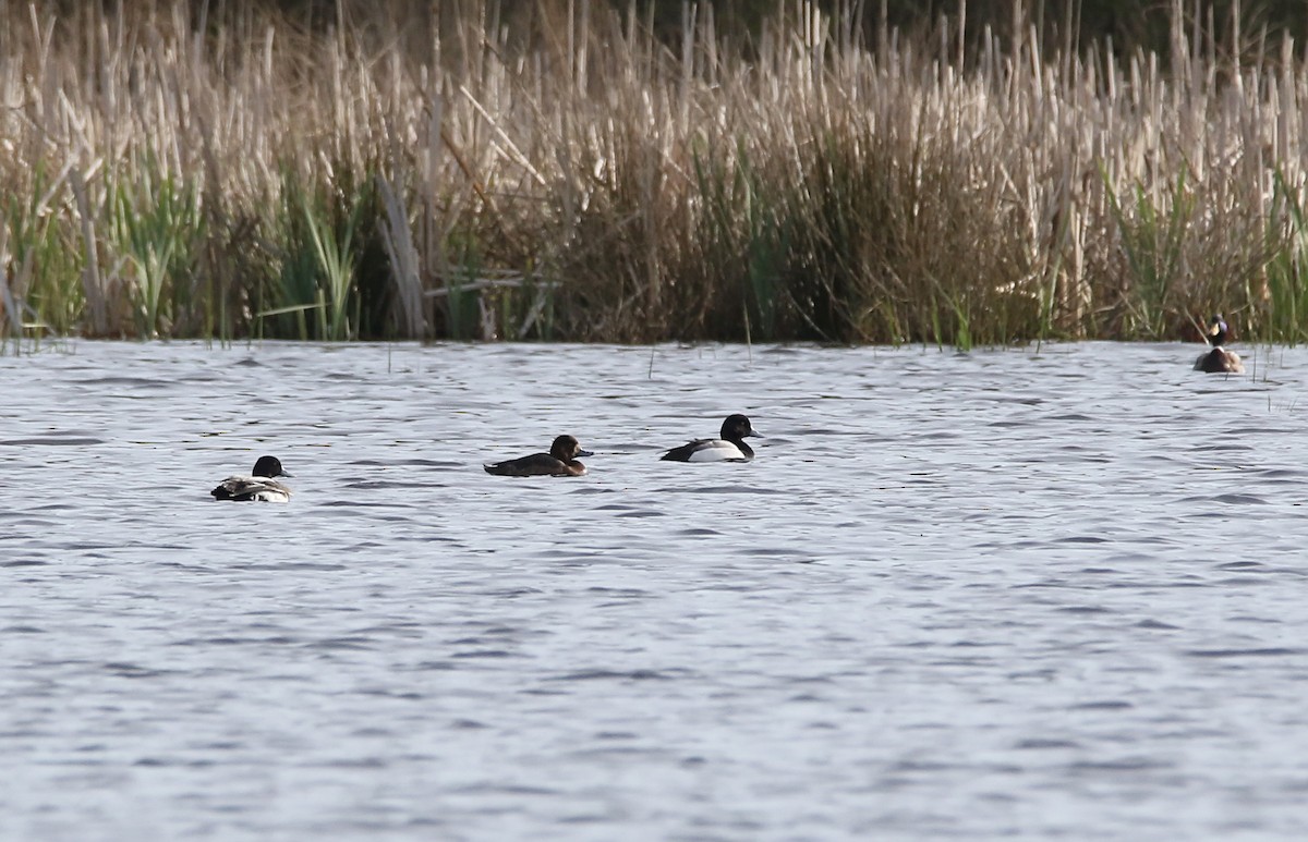 Greater Scaup - ML613754716