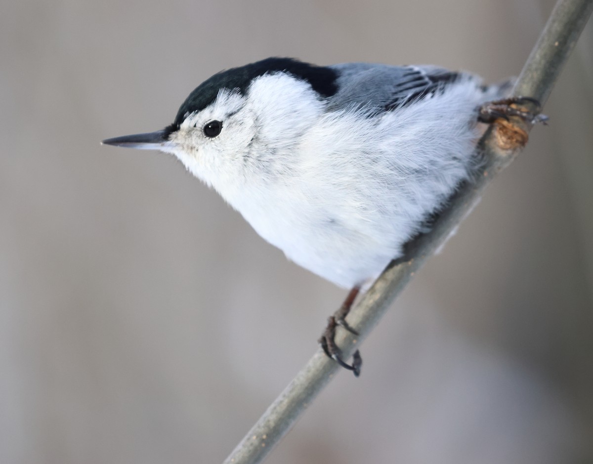 White-breasted Nuthatch - ML613754736