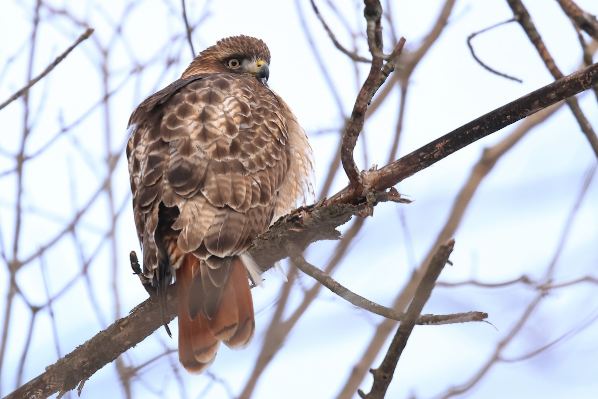 Red-tailed Hawk - ML613754832
