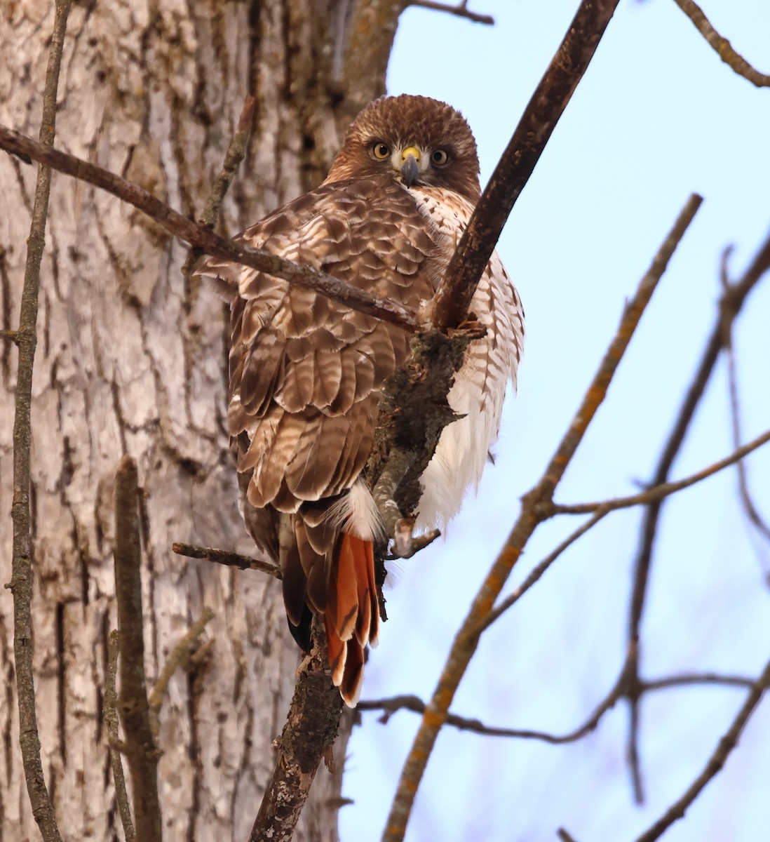 Red-tailed Hawk - ML613754838