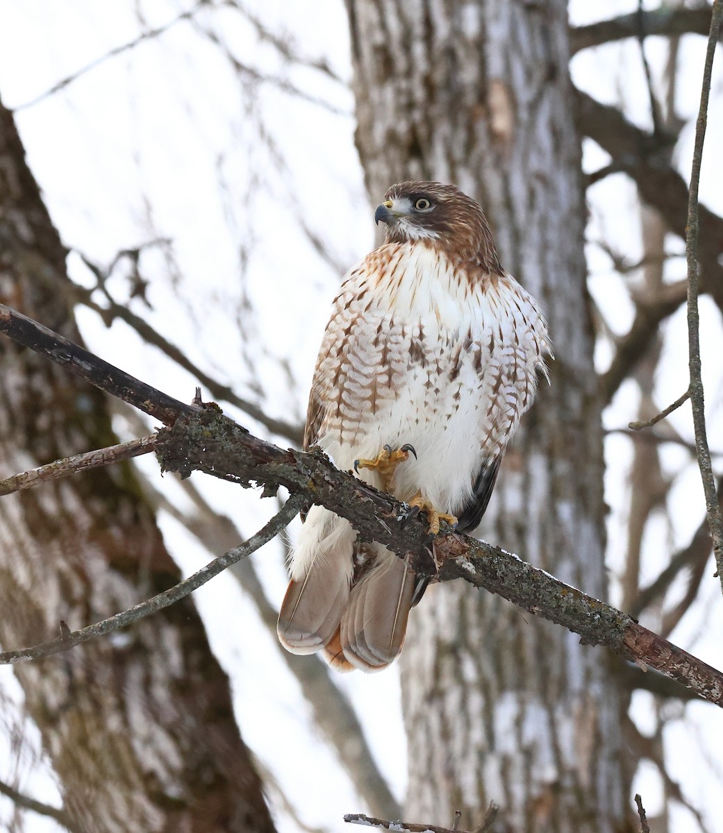 Red-tailed Hawk - ML613754846