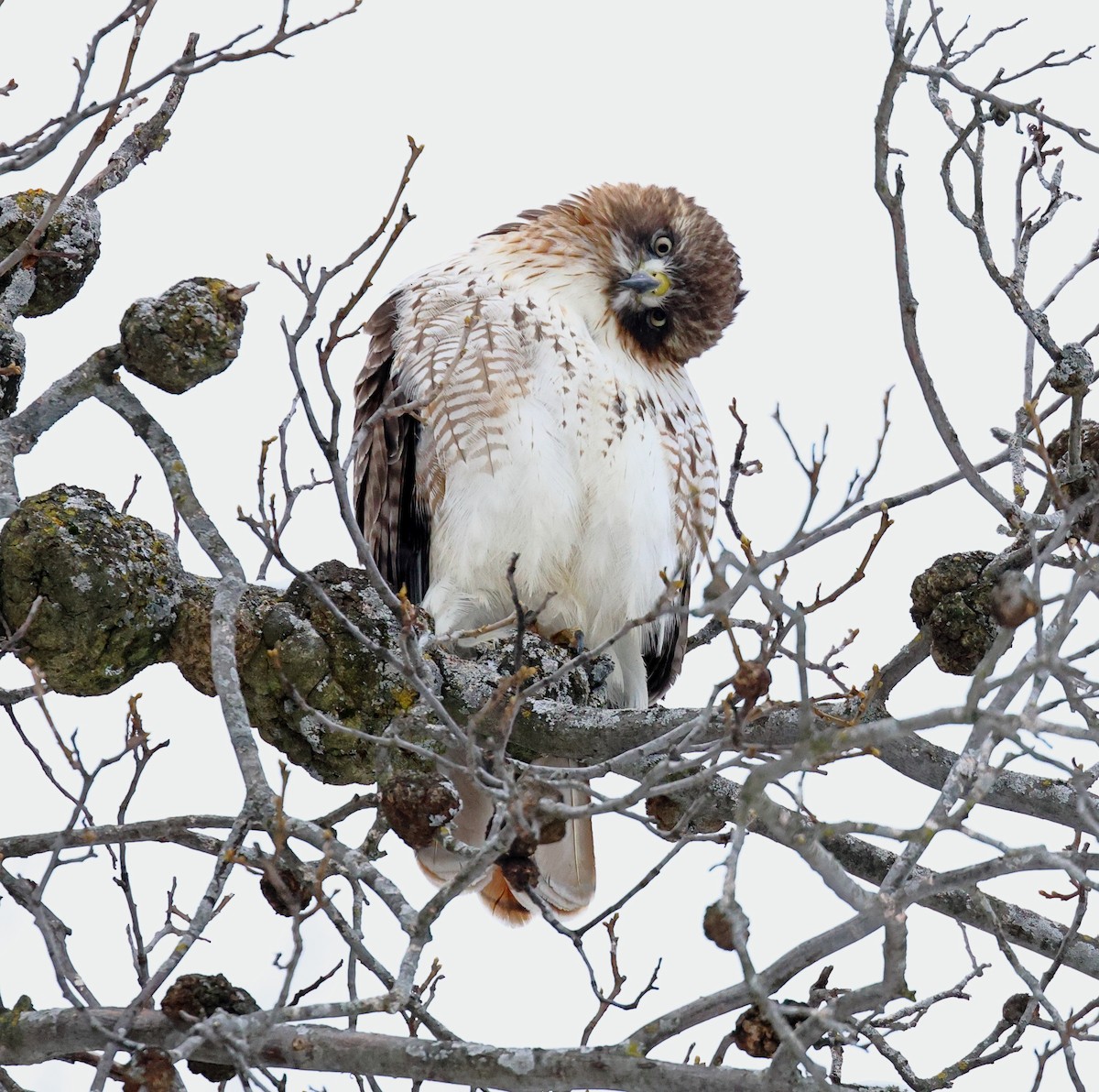 Red-tailed Hawk - ML613754858