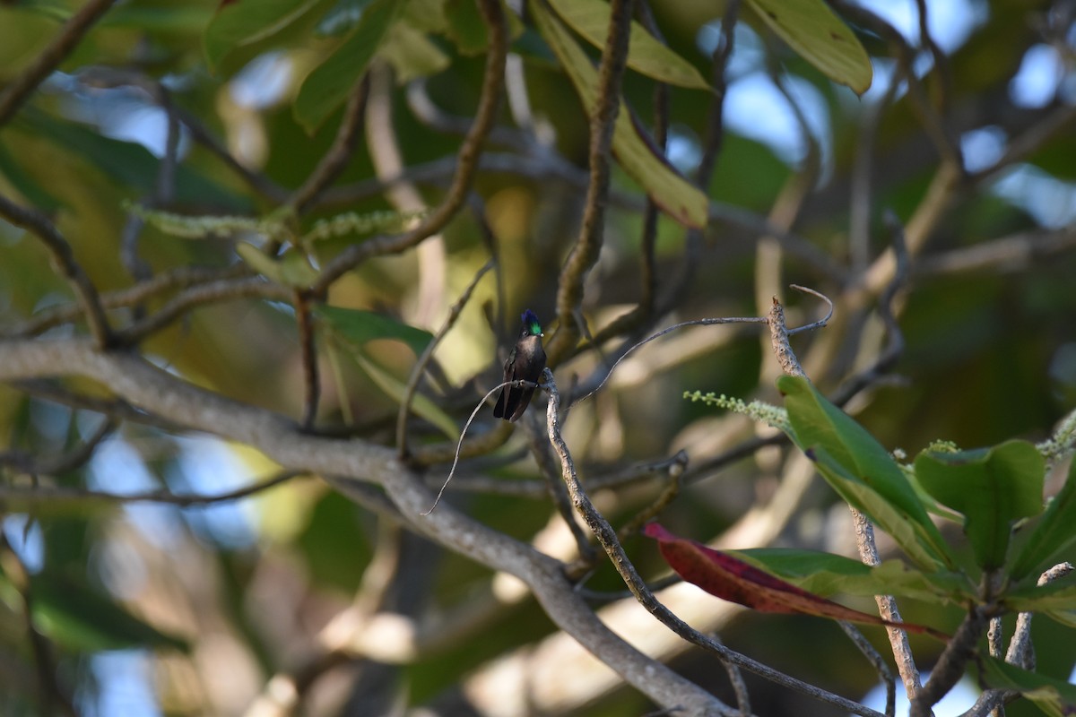 Antillean Crested Hummingbird - ML613754943