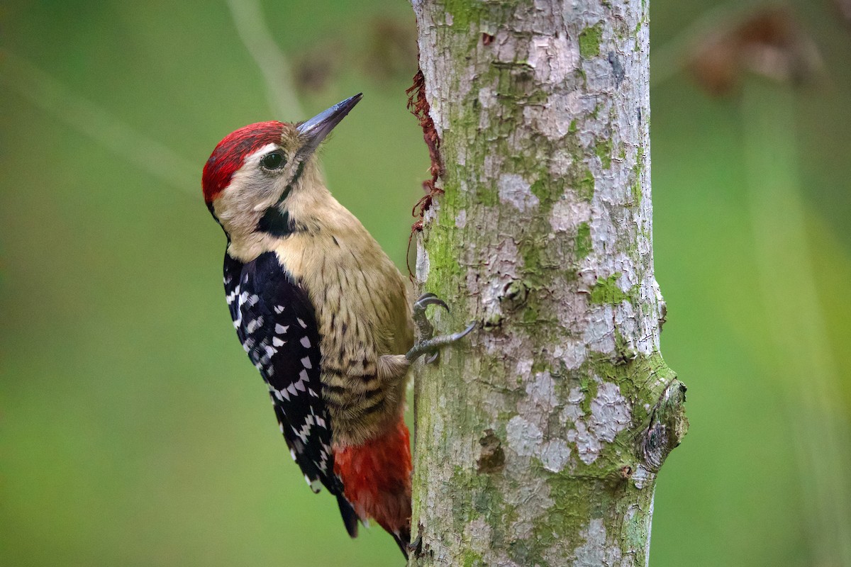 Fulvous-breasted Woodpecker - ML613754961