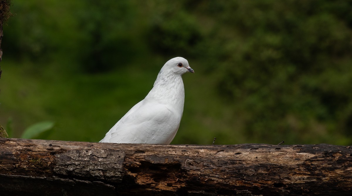 Rock Pigeon (Feral Pigeon) - ML613755094