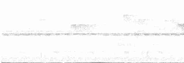 キゴシタイランチョウ（phoenicurus／aureiventris） - ML613755145