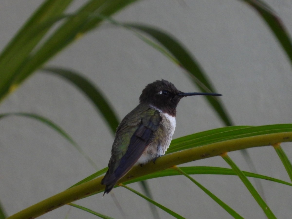 Black-chinned Hummingbird - ML613755170