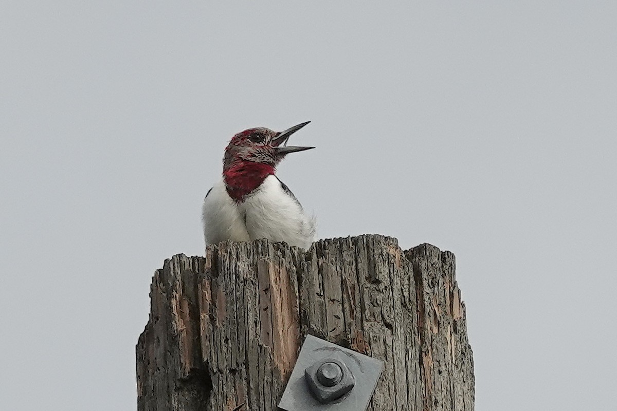 Red-headed Woodpecker - ML613755586