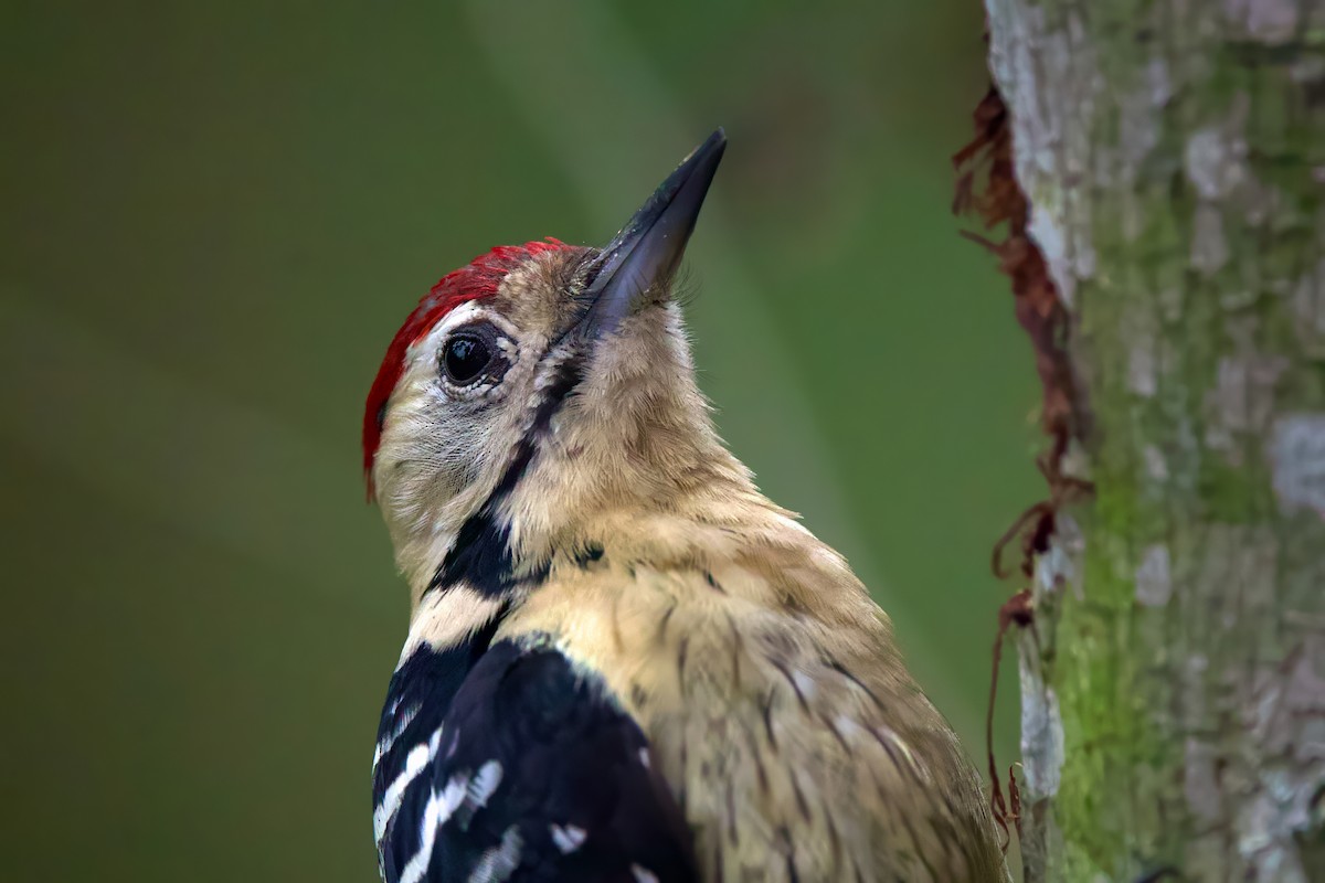 Fulvous-breasted Woodpecker - ML613755769