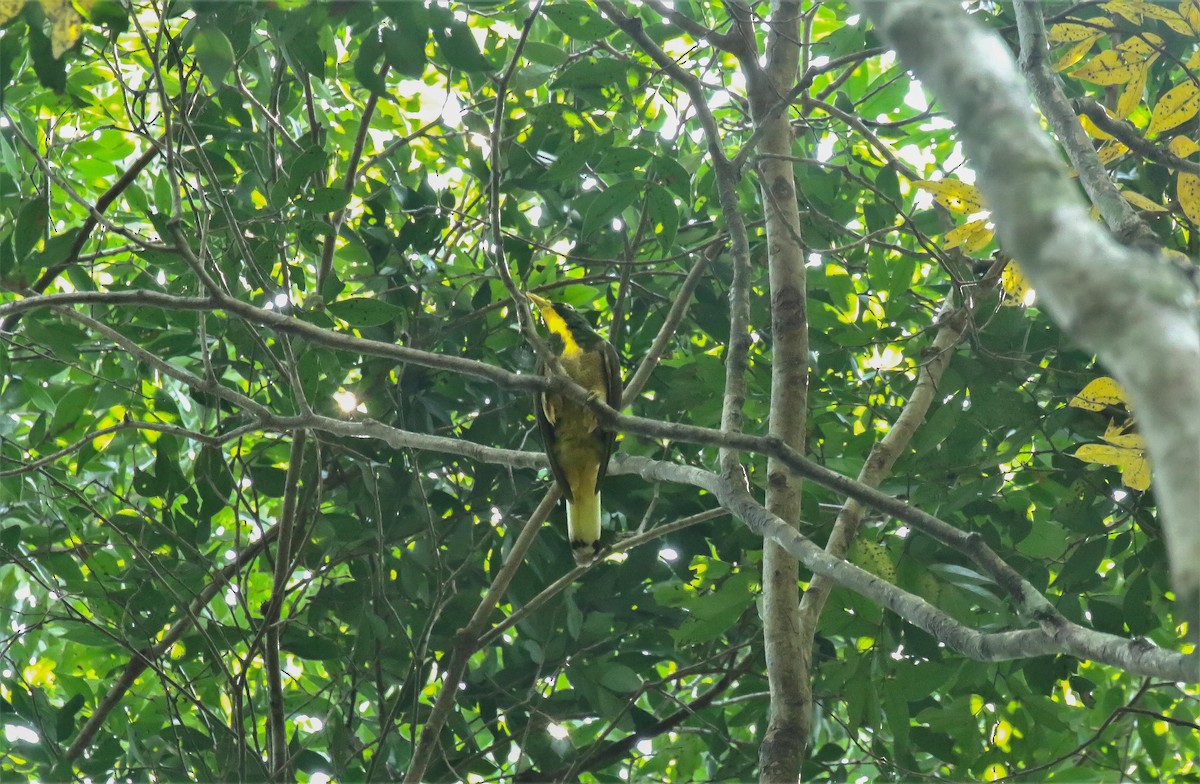 Yellow-throated Cuckoo - P Vercruysse