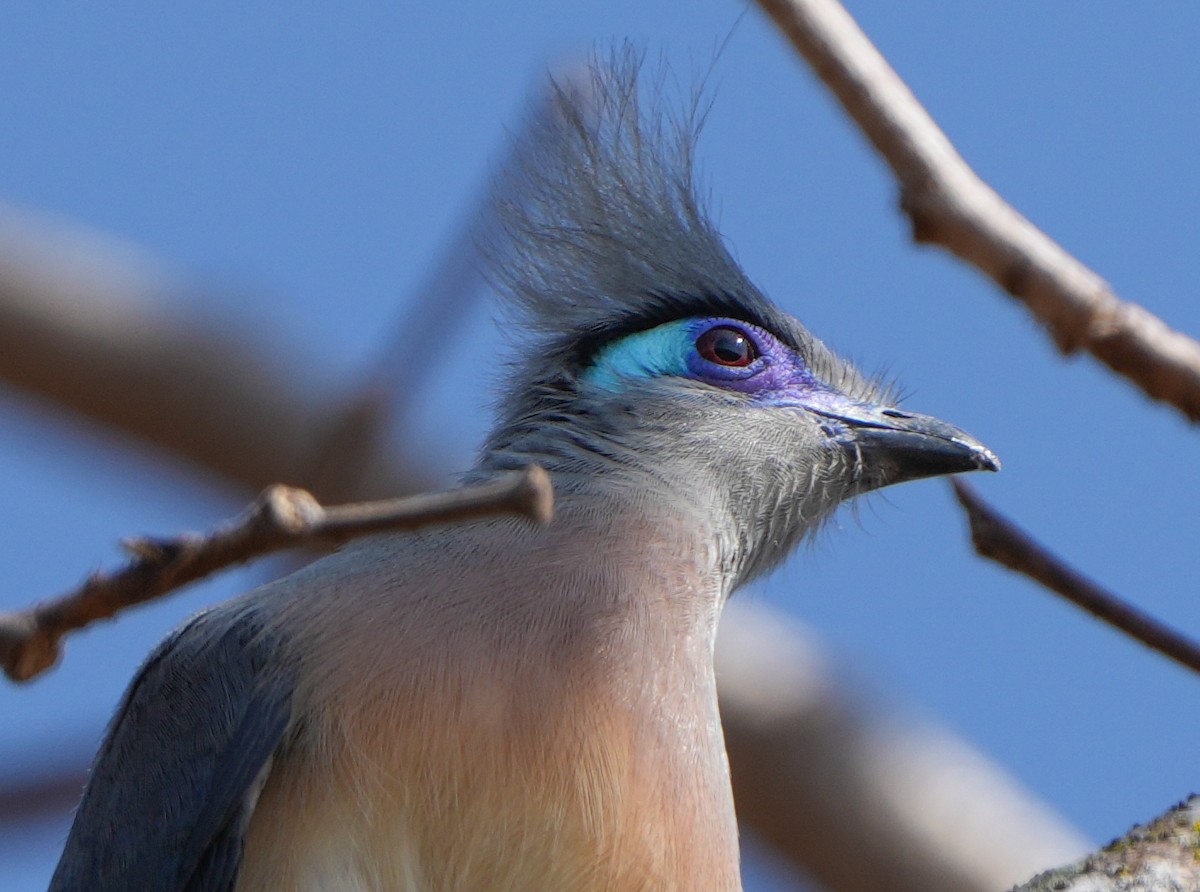 Crested Coua - Roman Suffner