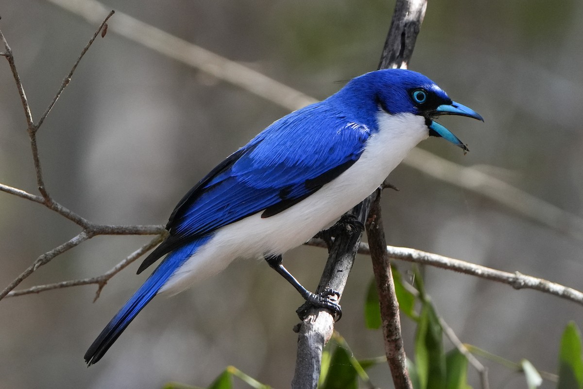 Madagascar Blue Vanga - ML613756080