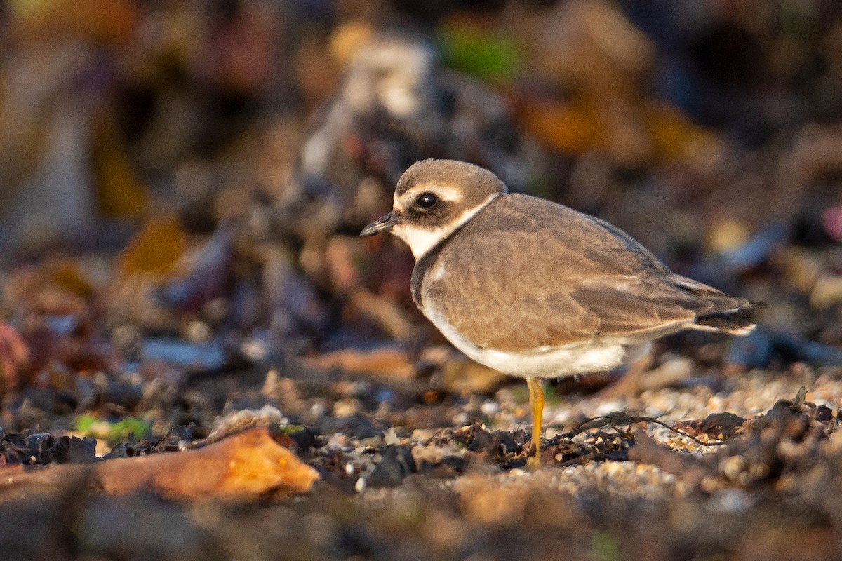 Common Ringed Plover - ML613756100