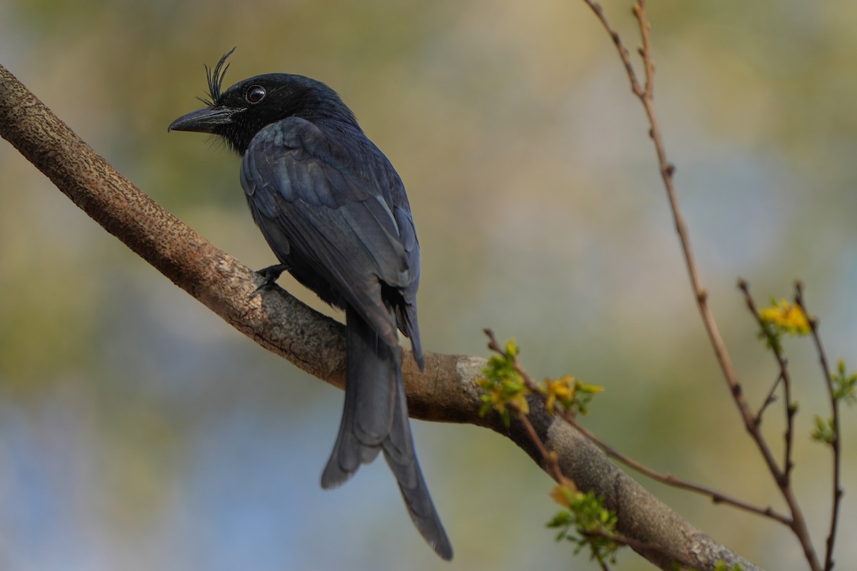 Crested Drongo - ML613756193