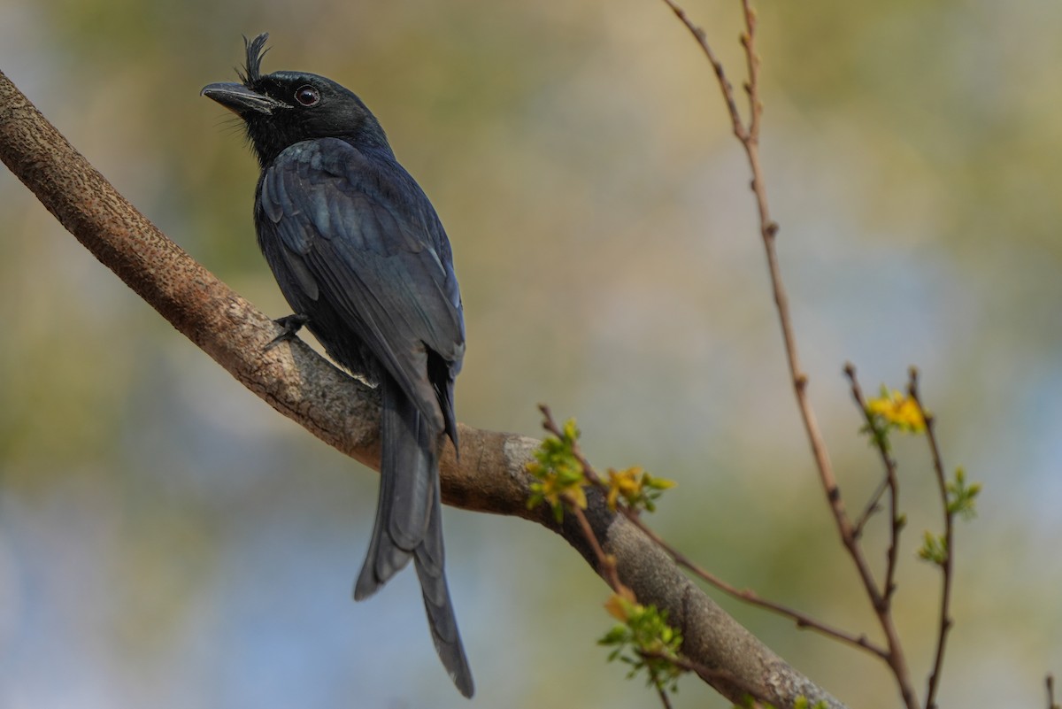 Crested Drongo - ML613756194