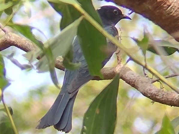 Square-tailed Drongo-Cuckoo - ML613756197