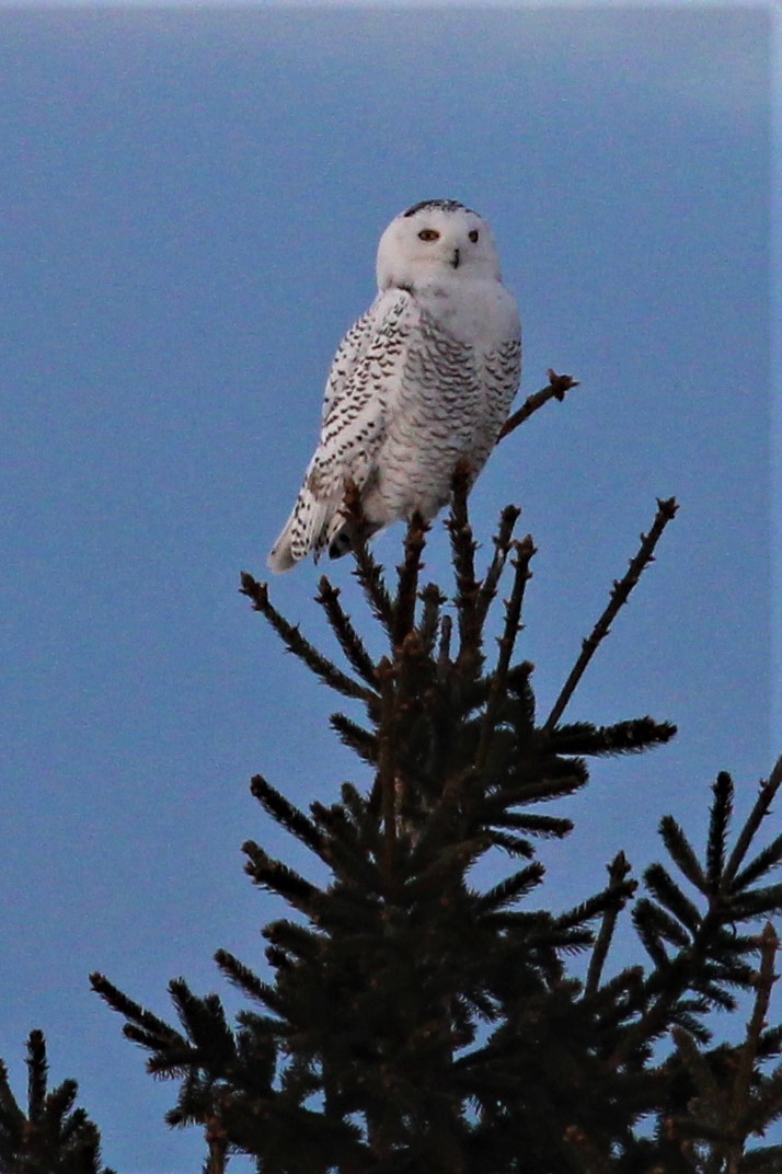 Snowy Owl - ML613756369