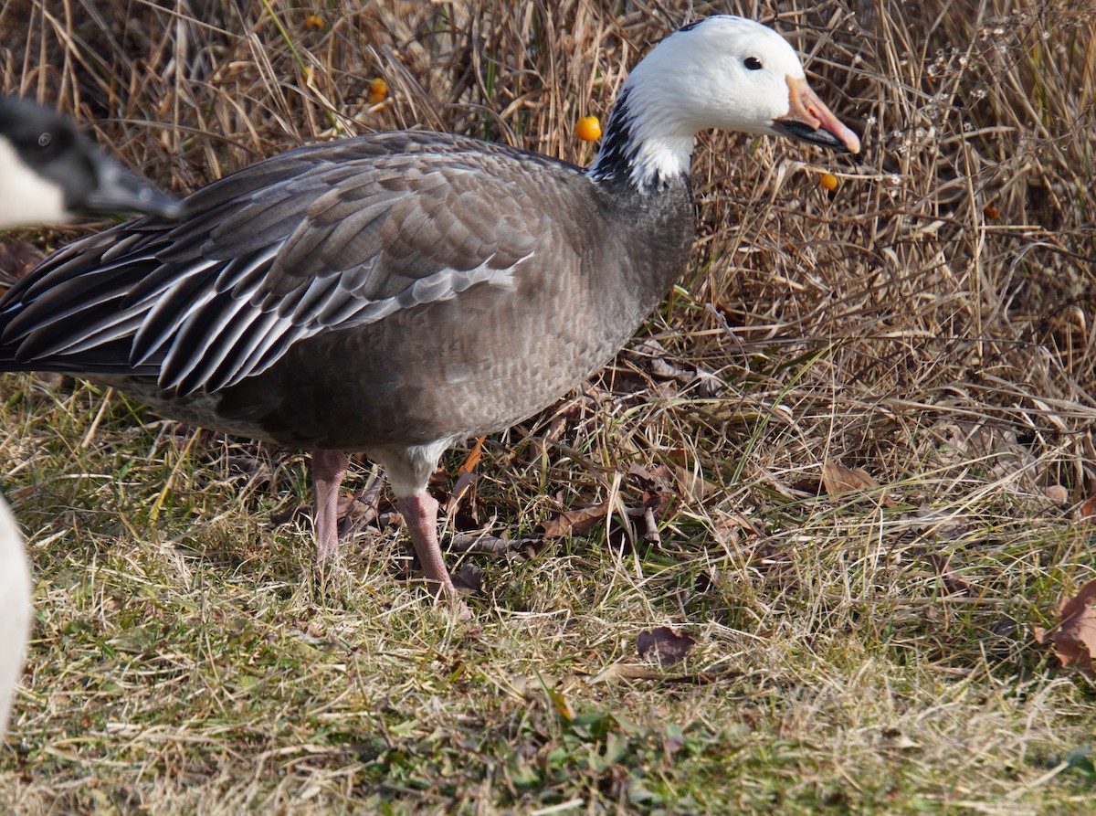 EBird Checklist 17 Jan 2024 Highland Farms 18 Species   1200