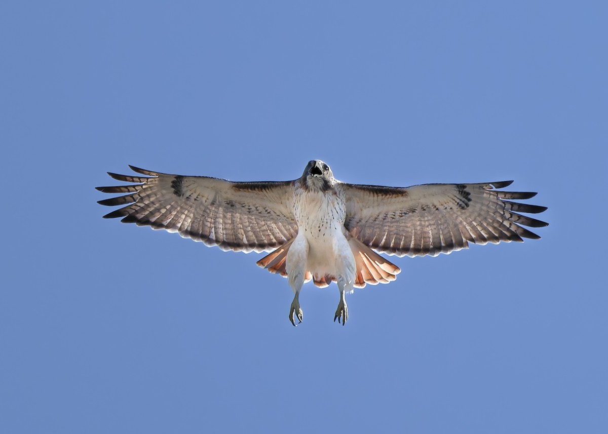 Red-tailed Hawk - KMJ Bird