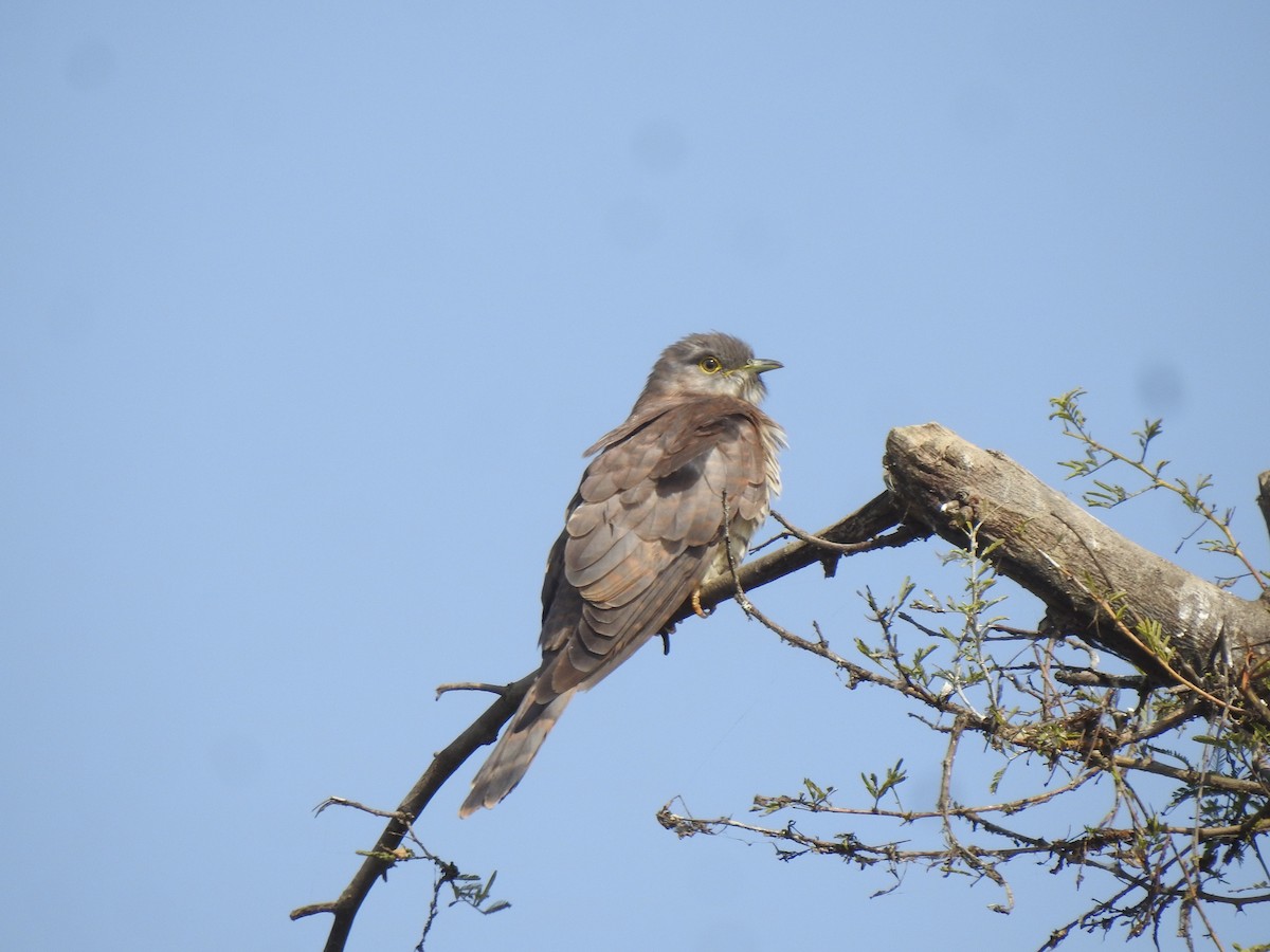 Common Hawk-Cuckoo - ML613756884