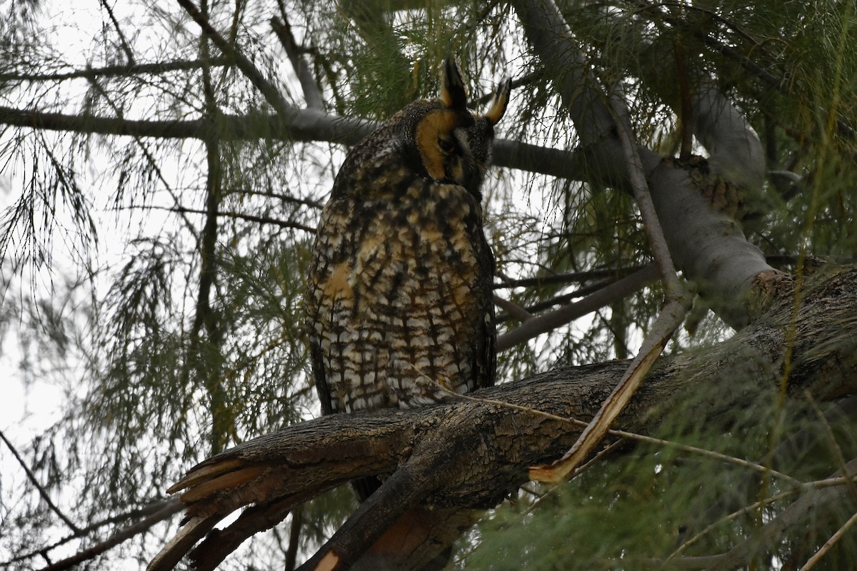 Long-eared Owl - ML613756898
