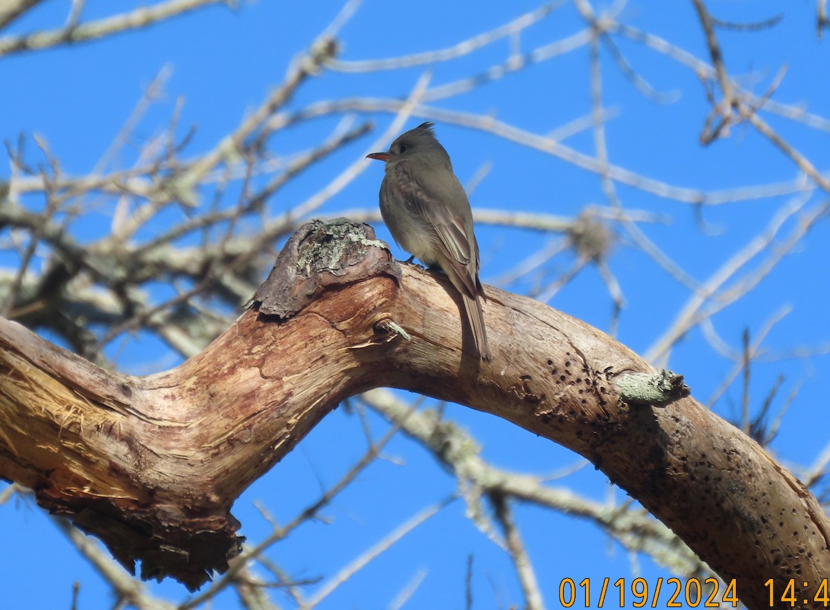 Greater Pewee - ML613757486