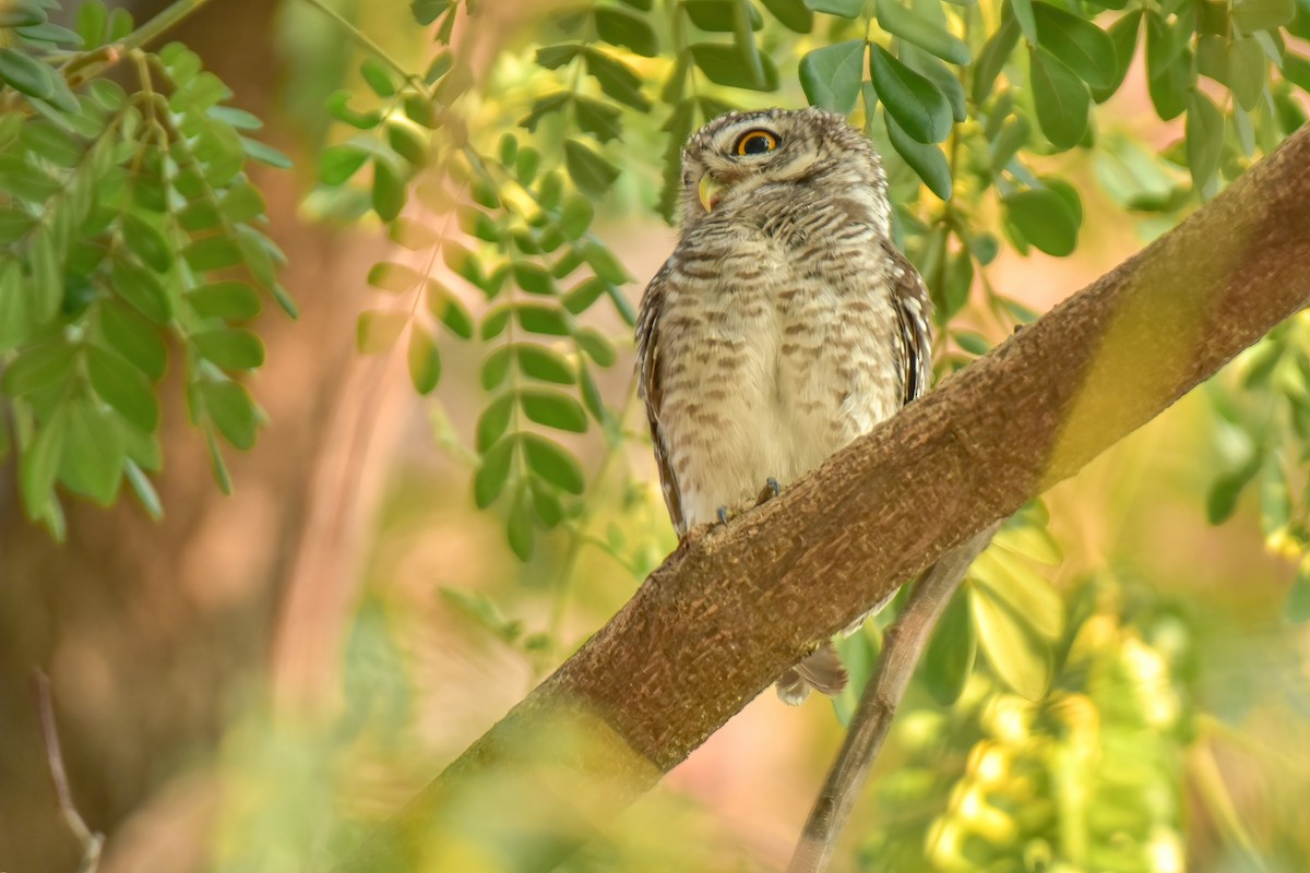 Spotted Owlet - ML613758125