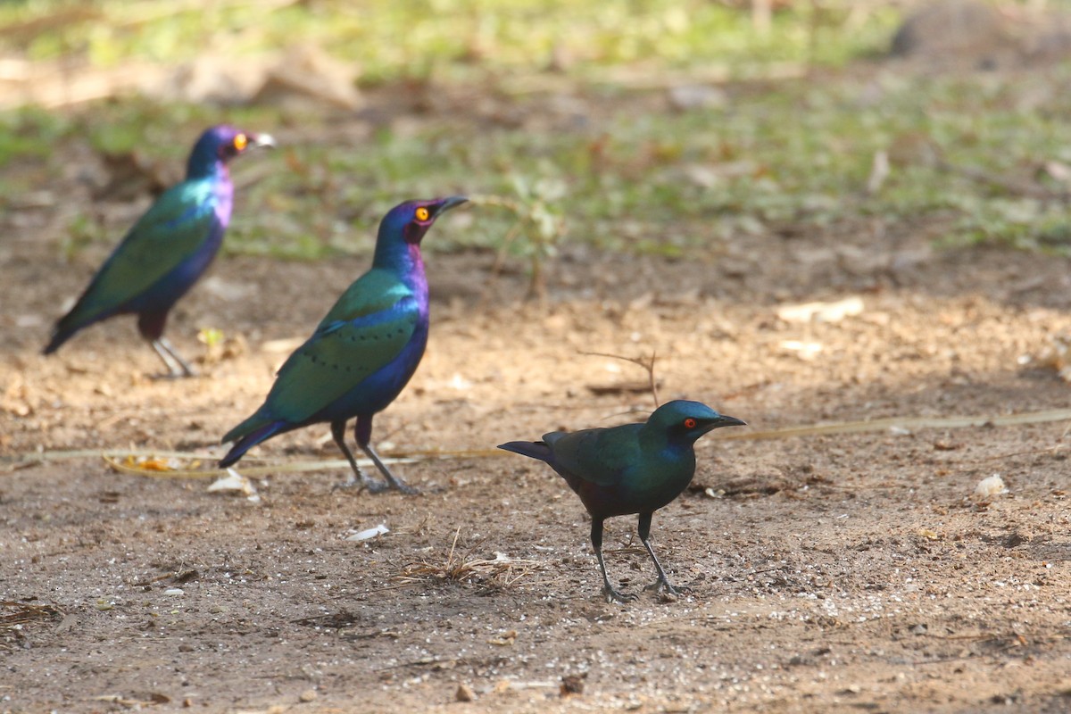 Bronze-tailed Starling - ML613758816