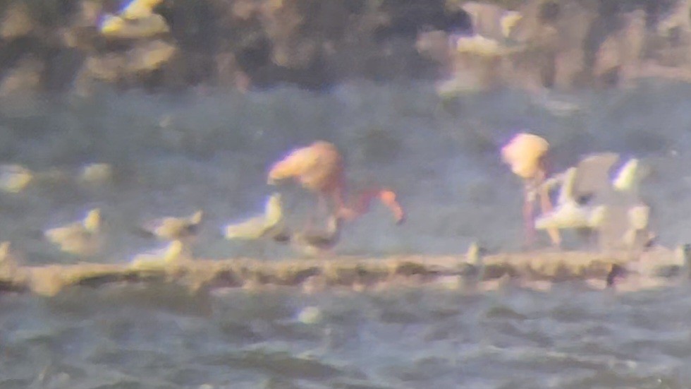 eBird Checklist 20 Jan 2024 Merritt Island NWRHaulover Canal Area