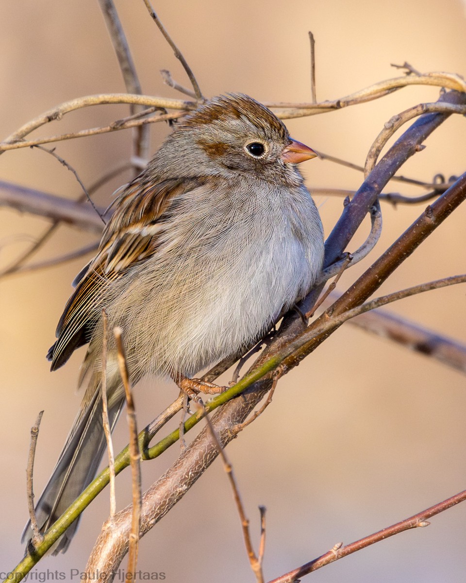 Field Sparrow - Paule Hjertaas