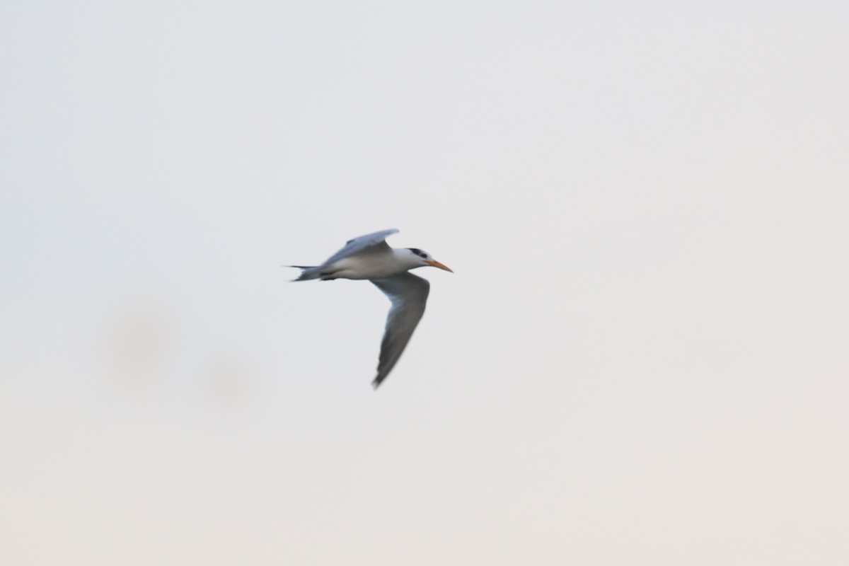 West African Crested Tern - ML613759075