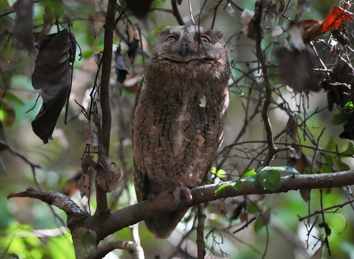 Madagascar Scops-Owl - Roman Suffner