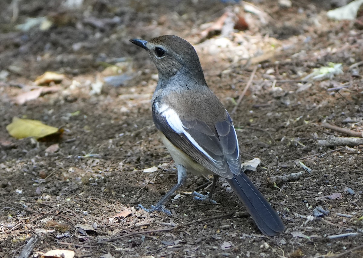 Madagascar Magpie-Robin - Roman Suffner