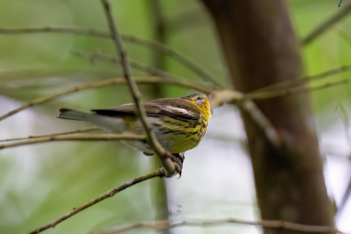 Cape May Warbler - ML613759848