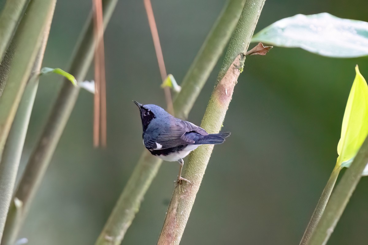 Black-throated Blue Warbler - ML613759854