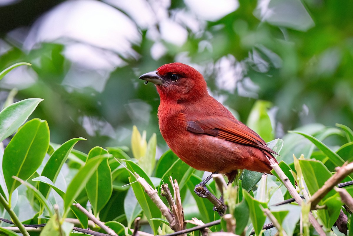 Hepatic Tanager - ML613759856