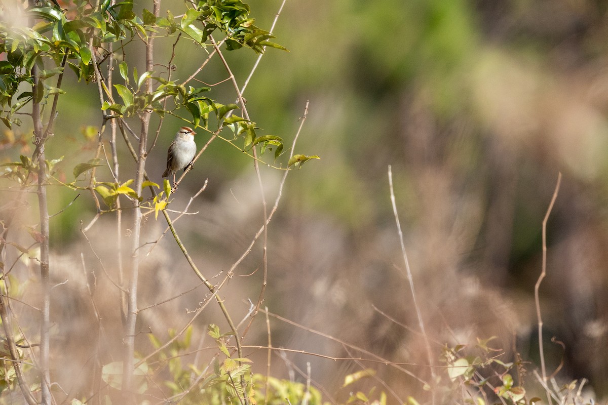 White-crowned Sparrow - Ethan Landreville
